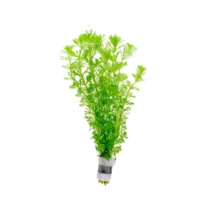 Limnophila Heterophylla