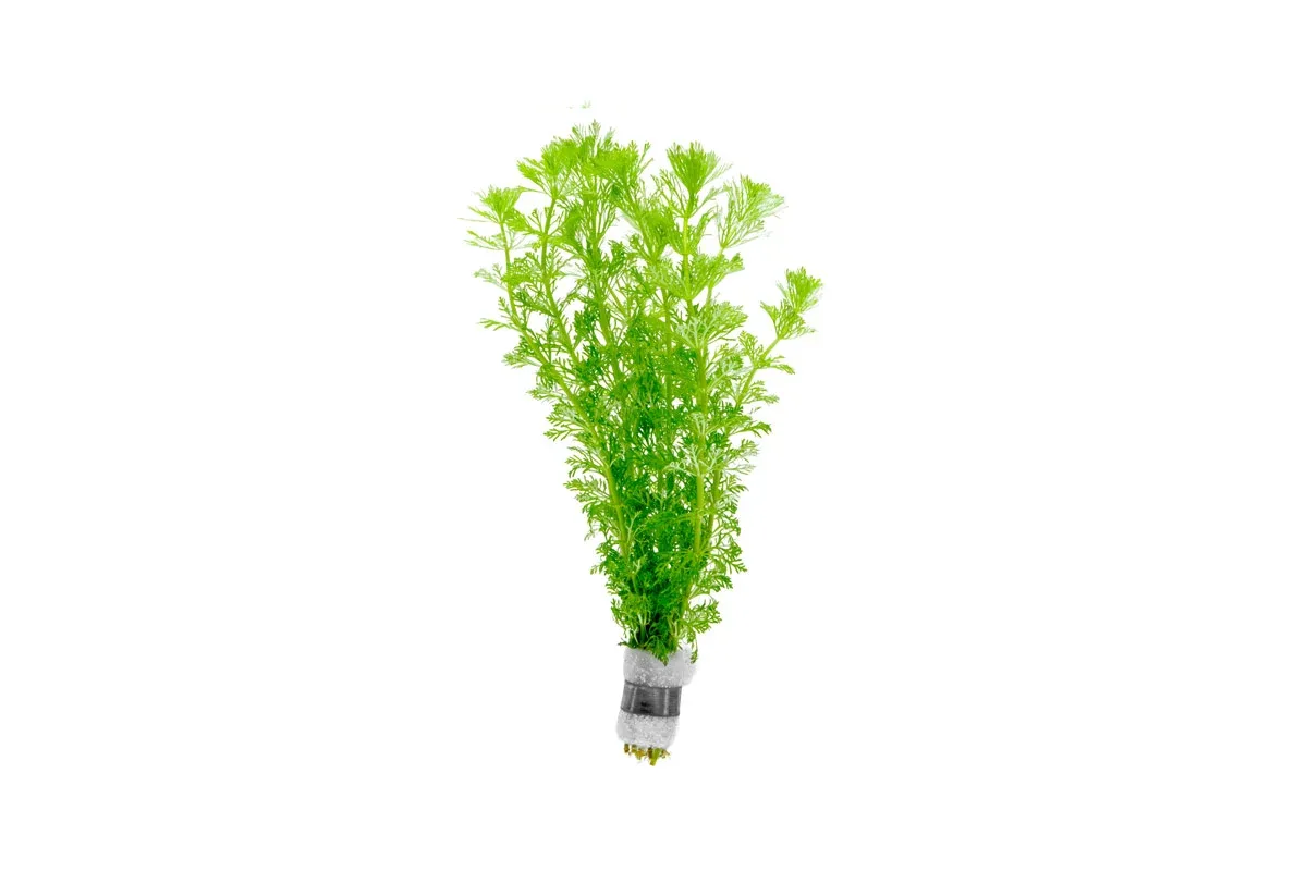 Limnophila Heterophylla