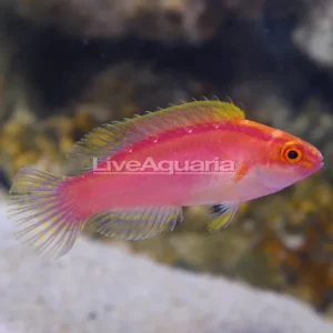 Rose-Band Fairy Wrasse