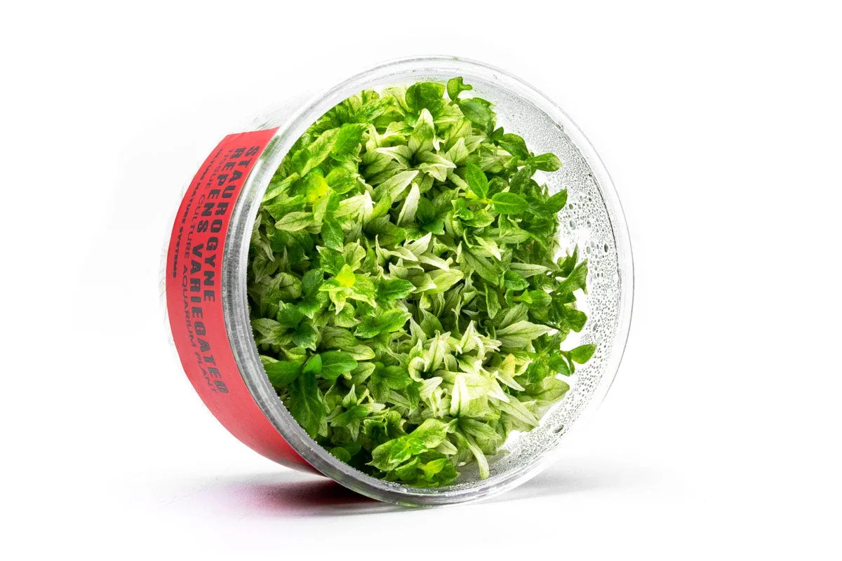 Staurogyne Repens Variegated UNS Tissue Culture - Image 2