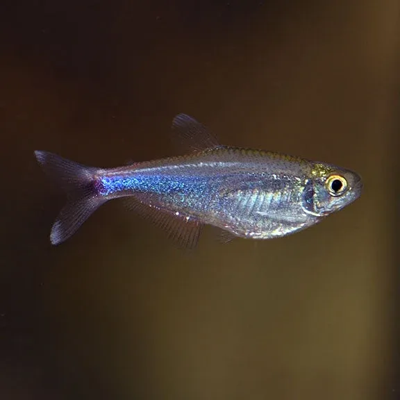 Blue Tetra