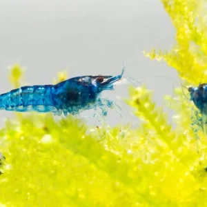 Blue Dream Shrimp