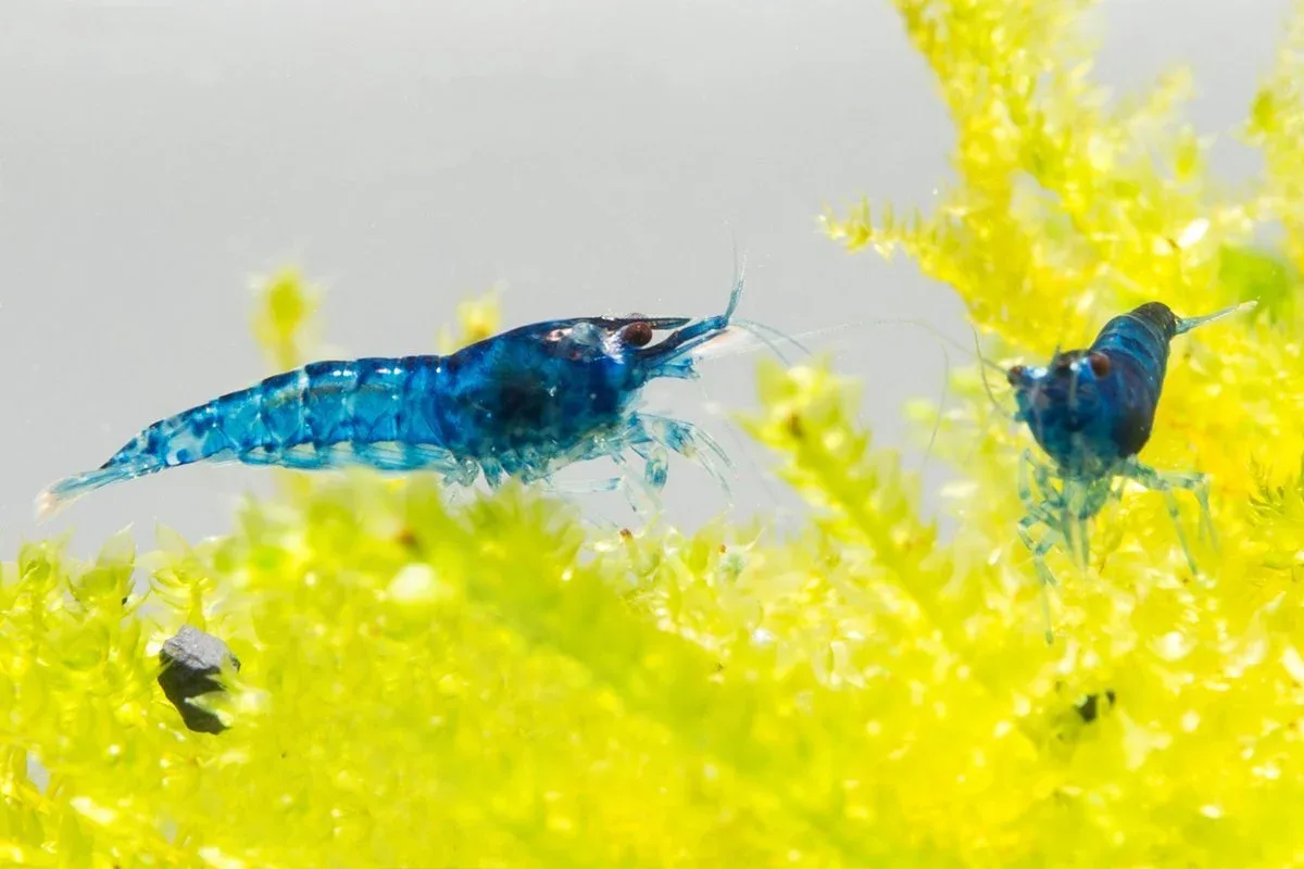 Blue Dream Shrimp