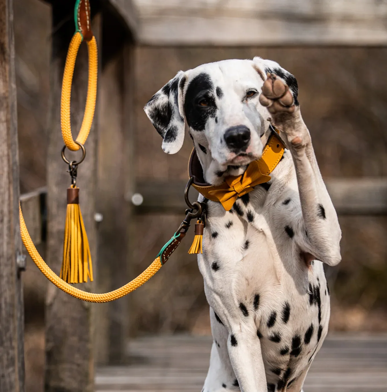 Bibi Dog Collar by DWAM - Image 2