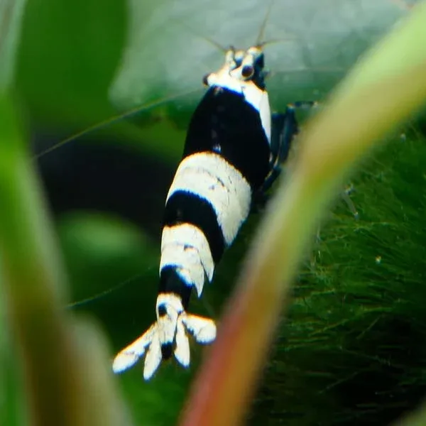 Black King Kong Crystal Shrimp