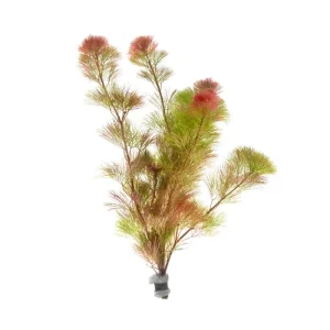 Cabomba Piauhyensis Red