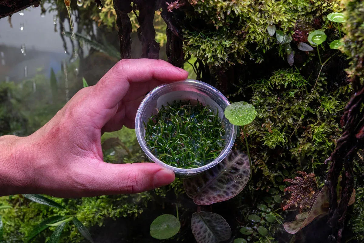 Lilaeopsis Brasilensis Aquatic Farmer Tissue Culture - Image 2