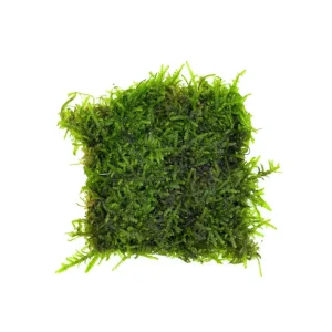 Christmas Moss on Stainless Steel