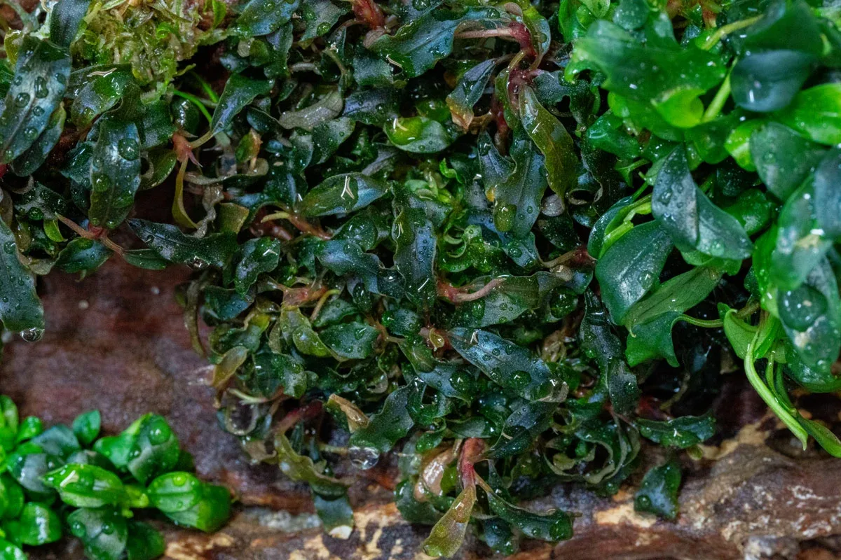 Bucephalandra Pygmy UNS Tissue Culture - Image 2