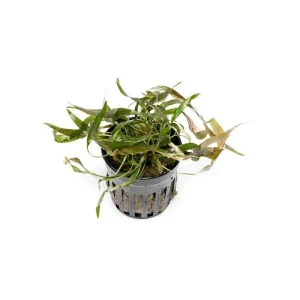 Cryptocoryne Axelrodi