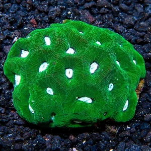 Goniastrea Coral, Green with Neon Green Centers