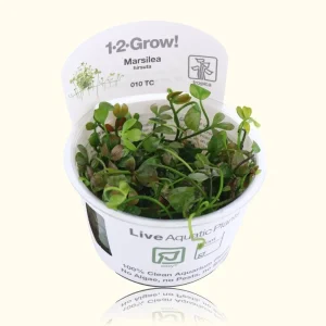 Marsilea Hirsuta Tissue Culture