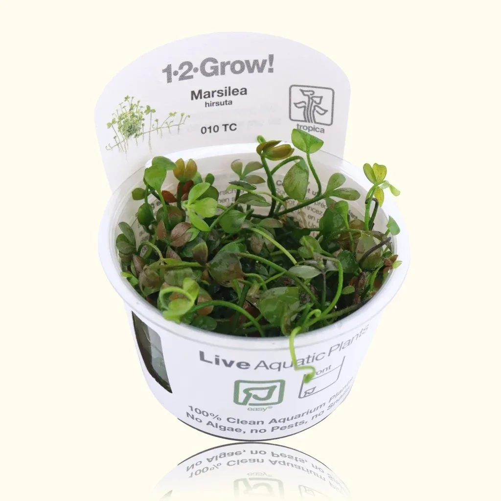 Marsilea Hirsuta Tissue Culture