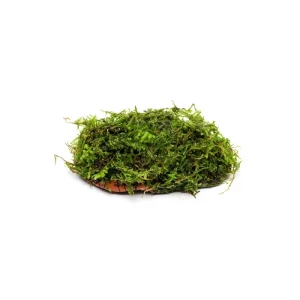 Christmas Moss on Clay