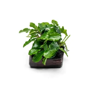 Bucephalandra Green Wavy on Driftwood