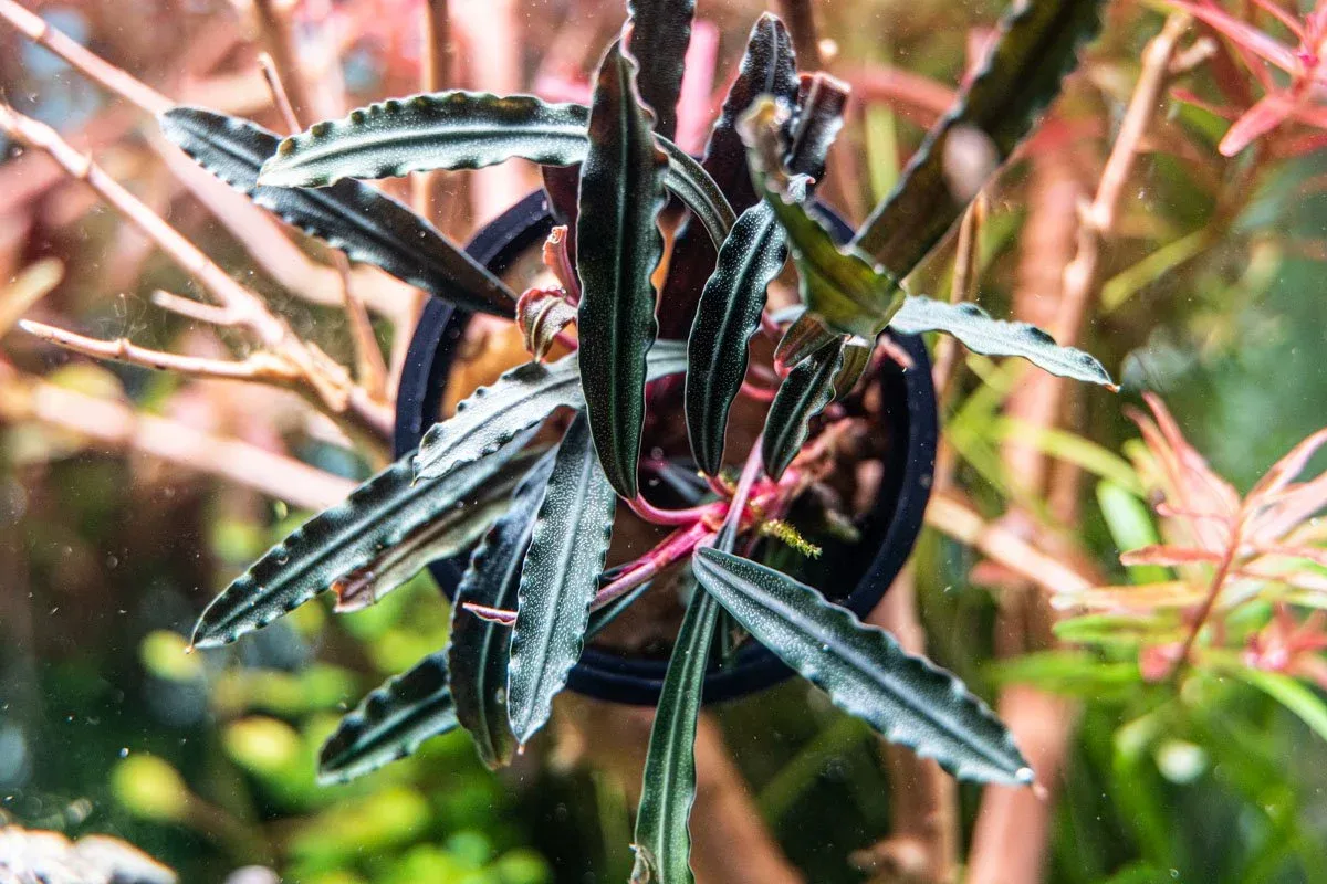 Bucephalandra Velvet 3 Color Pot - Image 2