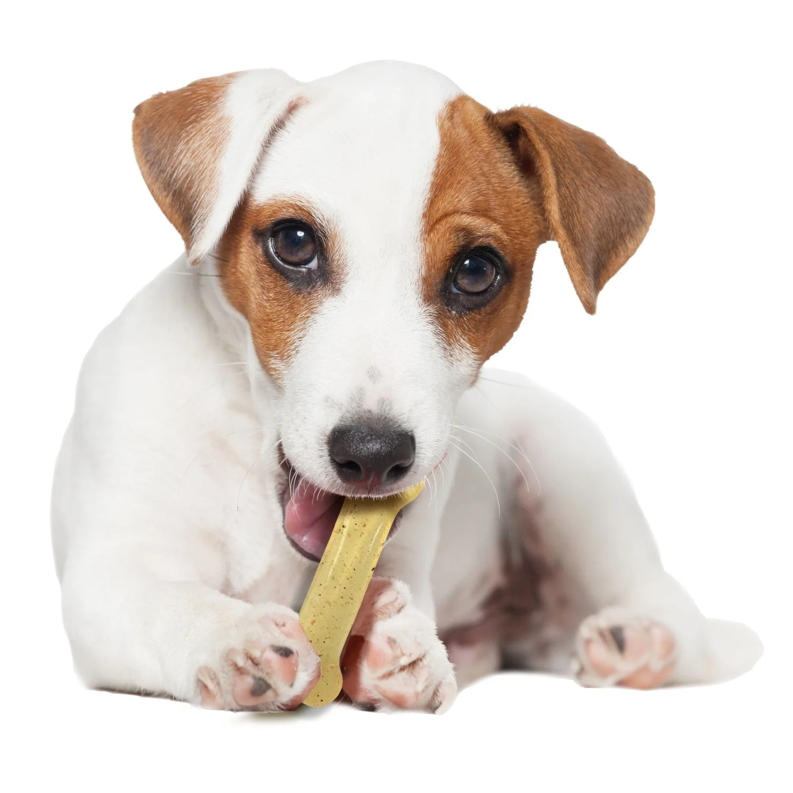 Nylabone Original Bone Flexi-Chew Moderate-Chew Chicken Flavored Chew Dog Toy - Image 2