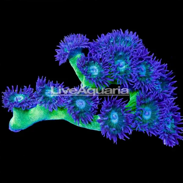 Duncanopsammia Coral - Image 2