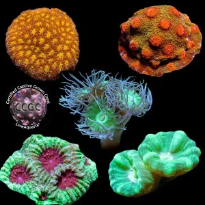 LiveAquaria® CCGC Aquacultured Coral Frag 5 Pack, Platinum Edition