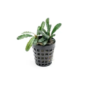 Bucephalandra Theia Green Pot