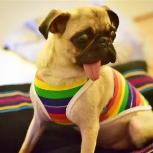 Rainbow Tank