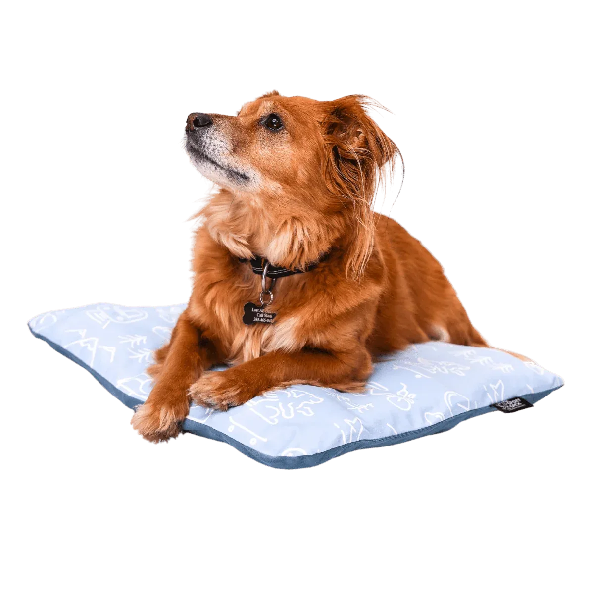 Sleeper | Inflatable Dog Bed with Washable Cover