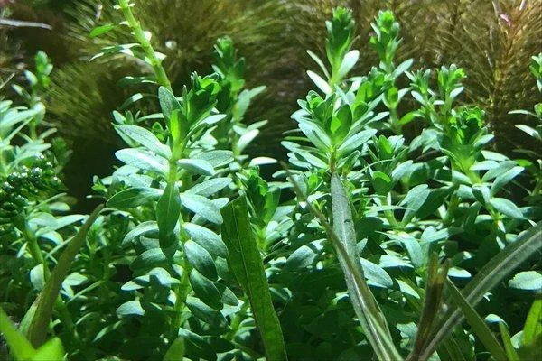 Didiplis Diandra Aquatic Farmer Tissue Culture - Image 2