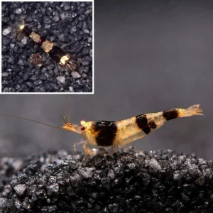 Blackberry Bee Shrimp