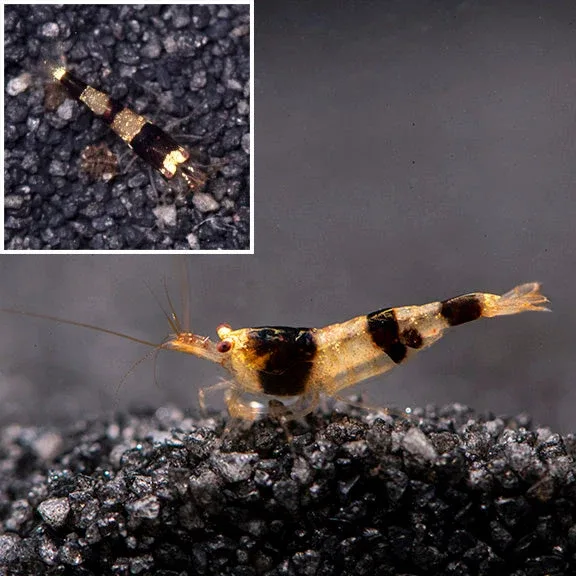 Blackberry Bee Shrimp