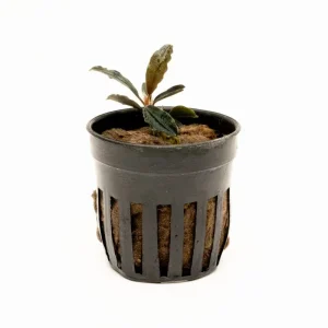Bucephalandra Red Mini (Farmed)