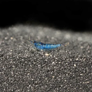 Blue Velvet Shrimp