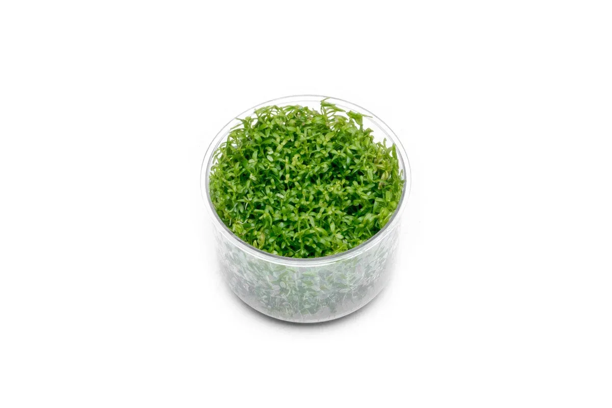 Rotala Wayanad UNS Tissue Culture - Image 2