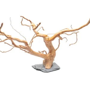 Spiderwood on Slate