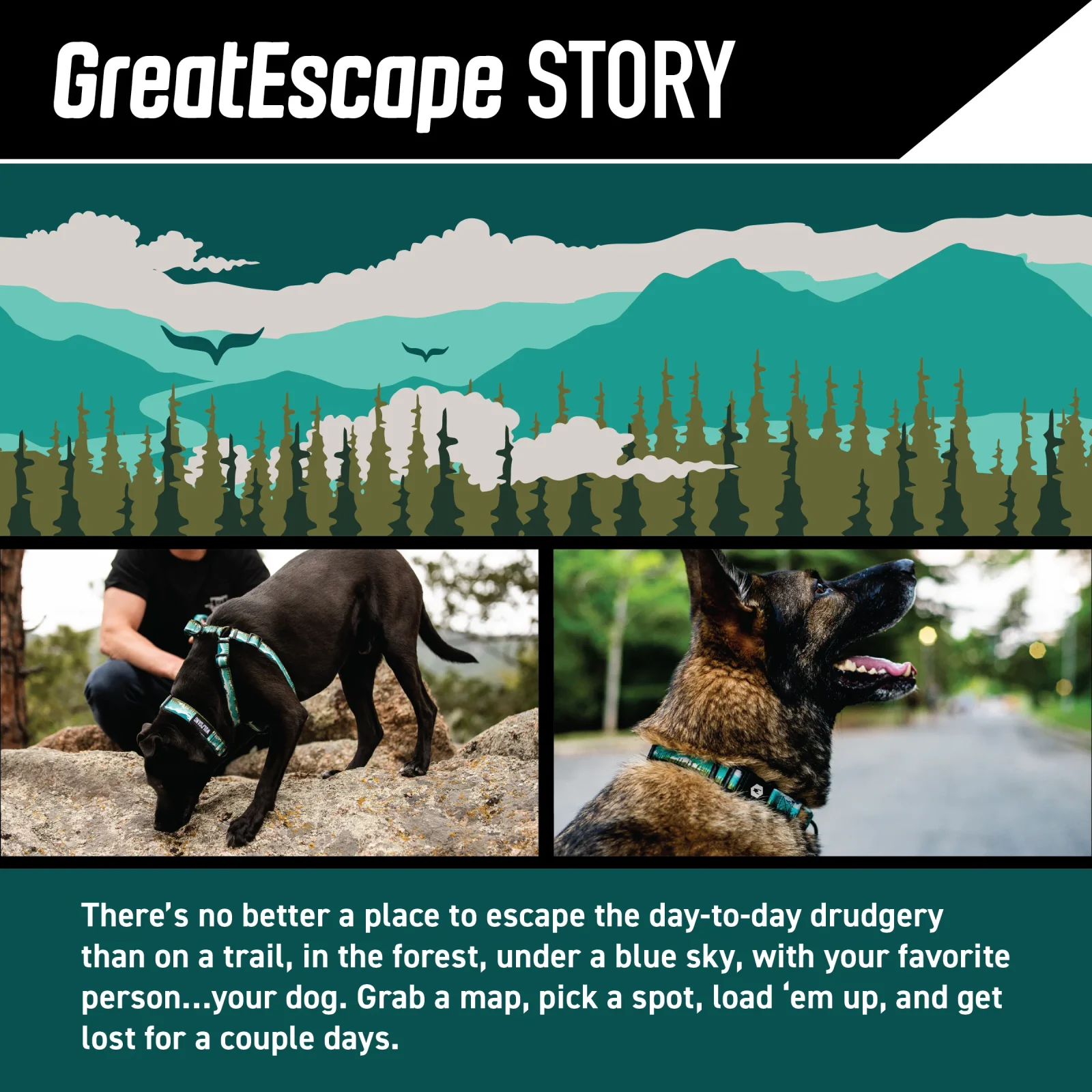 GreatEscape Wide Dog Collar - Image 2