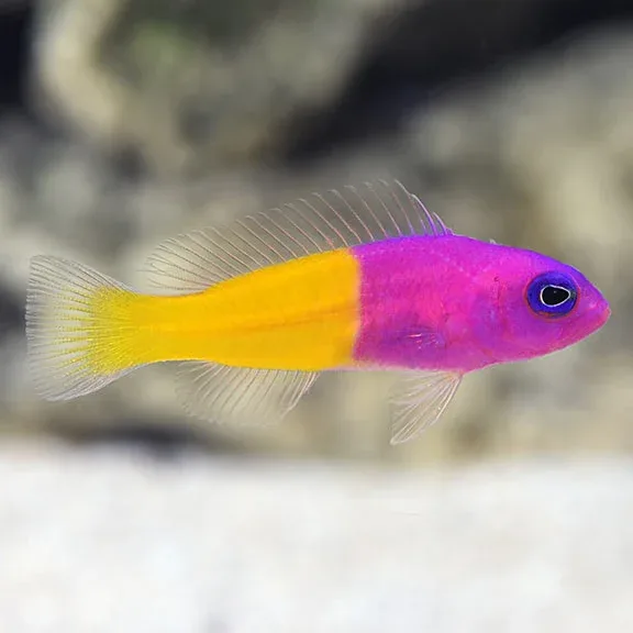 Bicolor Dottyback