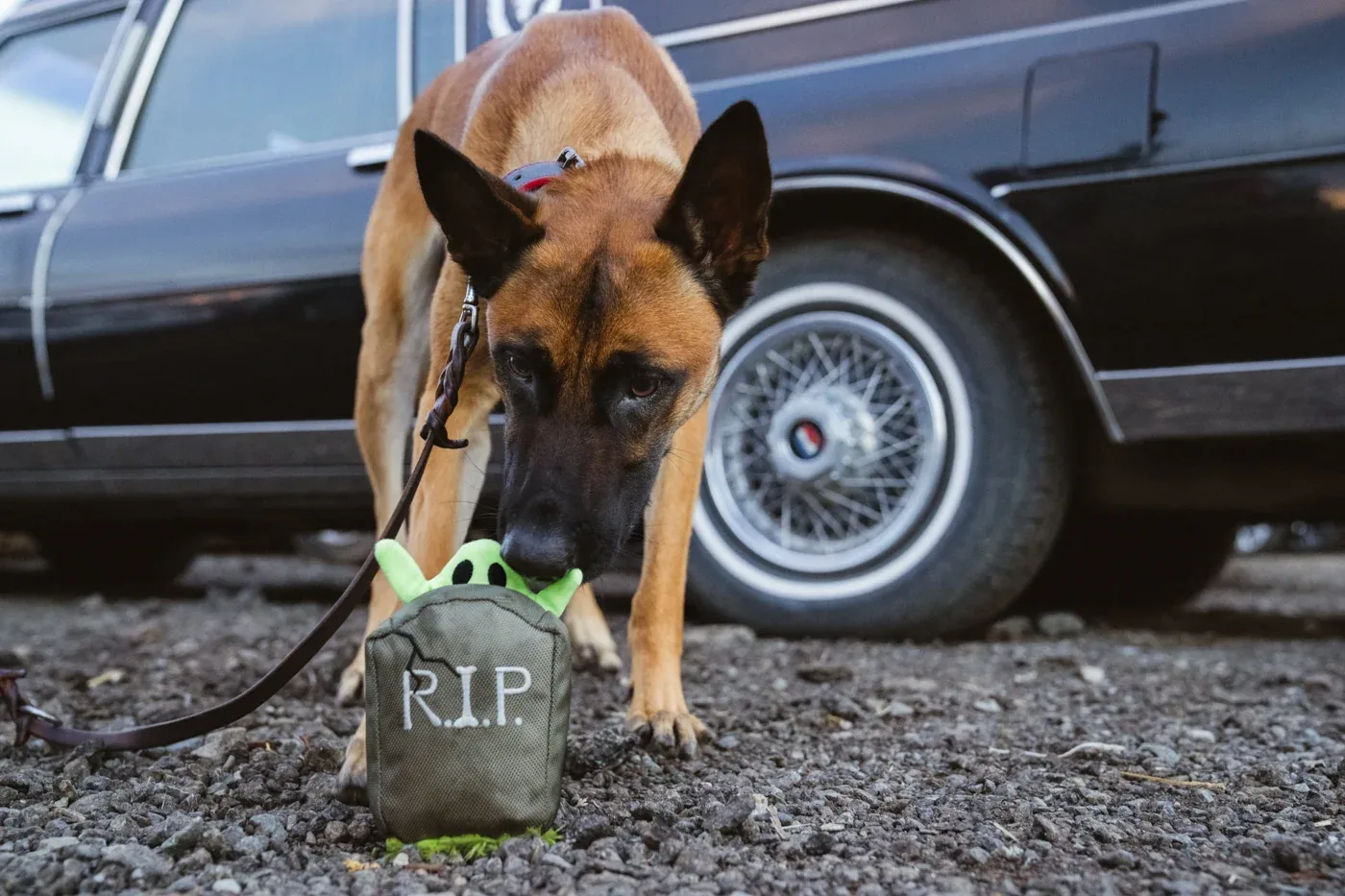 Howling Haunts Ghoulish Grave - Image 2