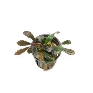 Bucephalandra Kedagang Round Pot