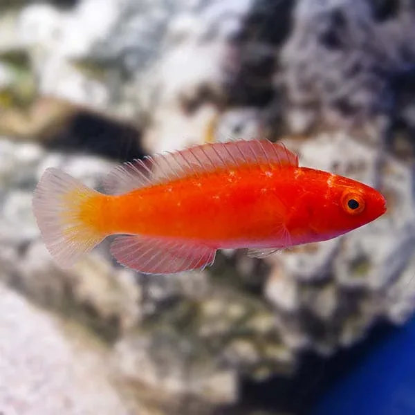Magma Fairy Wrasse