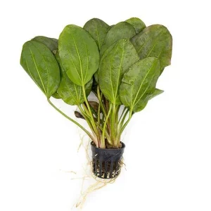 Echinodorus Fancy Twist