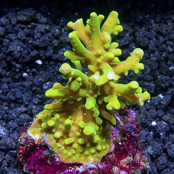 Deepwater Acropora suharsonoi - Bali Maricultured - Image 2