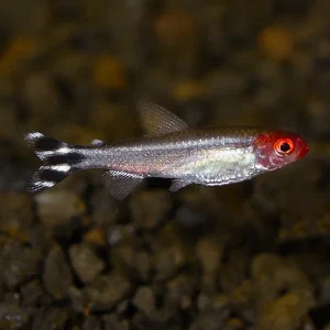 Brilliant Rummynose Tetra, Captive-Bred EXPERT ONLY