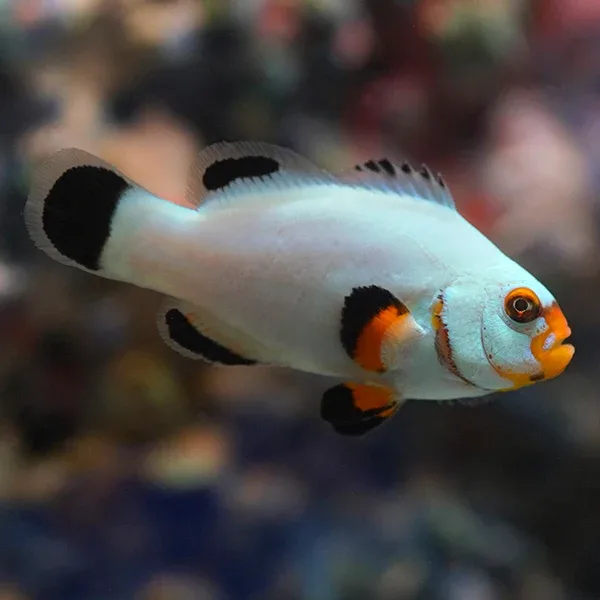 Captive-Bred Platinum Percula Clownfish - Image 2