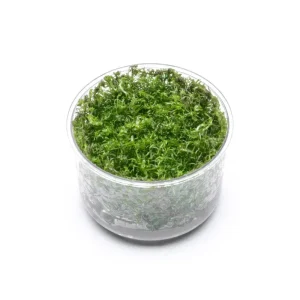 Rotala Wallichii Tissue Culture