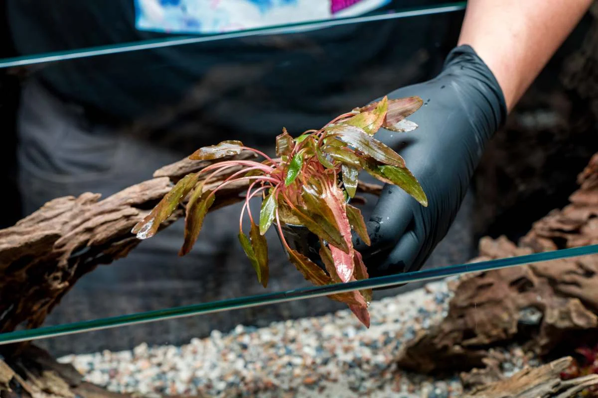 Cryptocoryne 'Tropica' - Image 2
