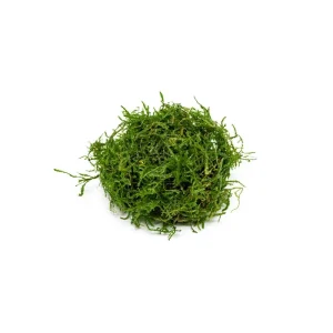 Java Moss