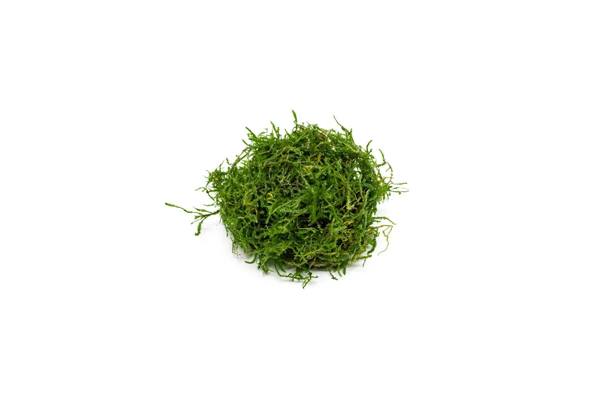 Java Moss
