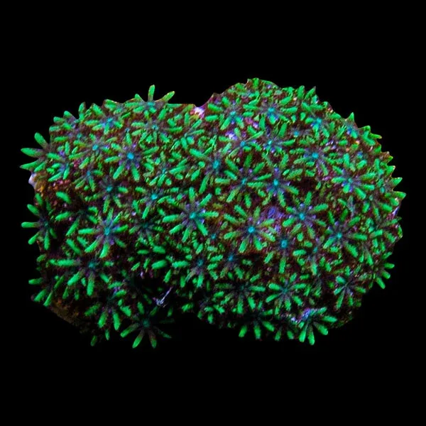 Coral Frag 3 Pack, Blue Edition - Image 2