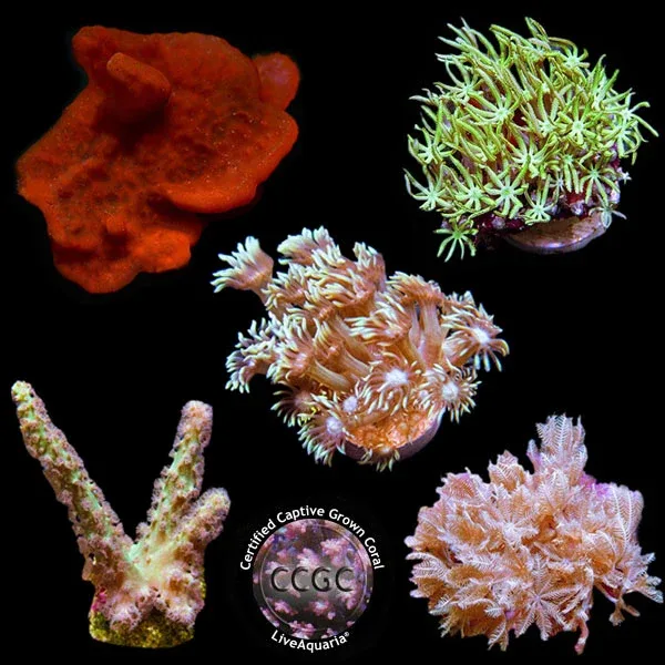 LiveAquaria® CCGC Aquacultured Coral Frag 5 Pack, Silver Edition