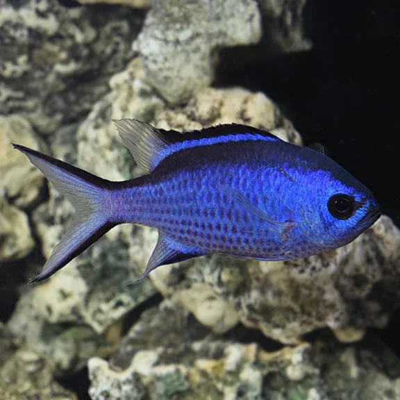 Blue Reef Chromis