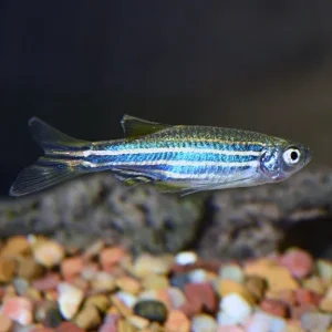 Zebra Longfin Danio